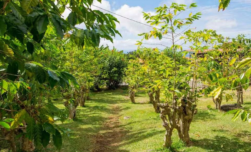 Tanna Coffee Tours, Tanna Island, Vanuatu